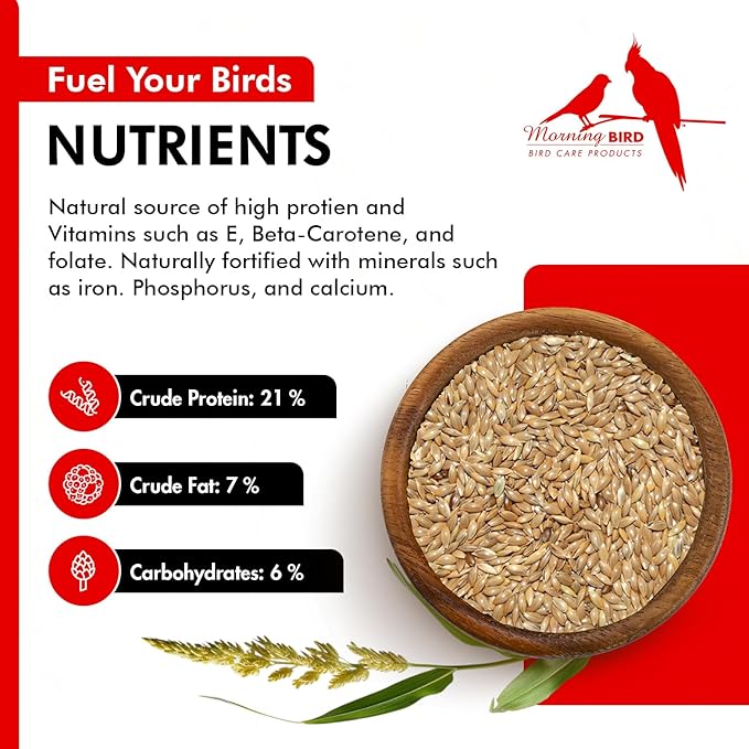 Morning Bird Canary Seed 9 lbs, Nutrient-Rich Bird Seed, Creamy Golden Grain Powerhouse - Supports Healthy Feathers & Strong Bones – Natural Daily Nutrition for All Bird Types