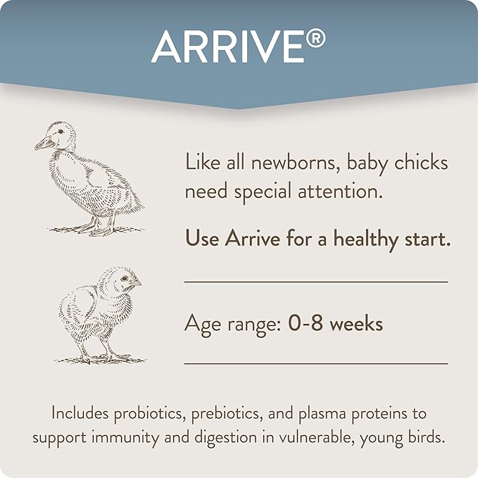 FlockLeader Arrive, Daily Probiotic & Prebiotic Water Supplement for Young Chickens 0-8 Weeks Old, 8 oz (Pack of 2)