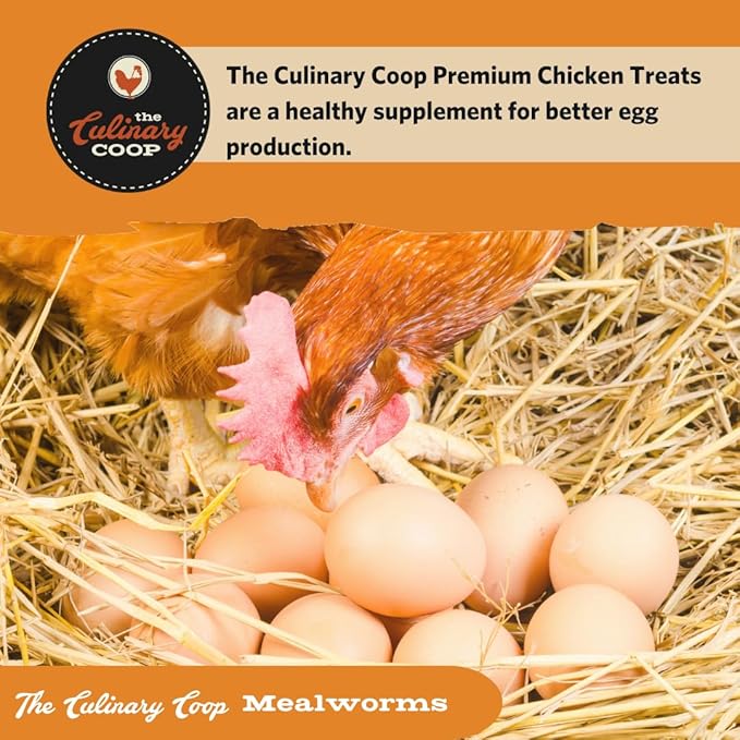 Fluker's Culinary Coop Premium Chicken Treats, Mealworms 10 oz, High Protein Worm, Nutritious Treat