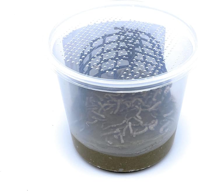 Small Silkworm Pod Live Silkworms & Food 50 Count Small (Pack of 1)