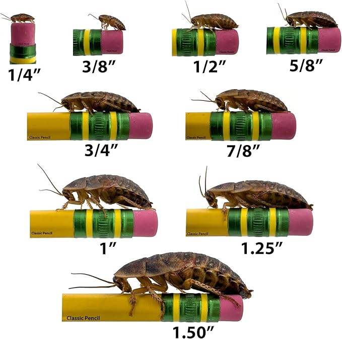 Dubi Deli Dubia Roaches – Food for Reptiles, Tarantulas, Bearded Dragons, Geckos, and Insect-Eating Pets – High Protein, Easy to Digest, Healthier Alternative to Crickets (1", 300 Count)