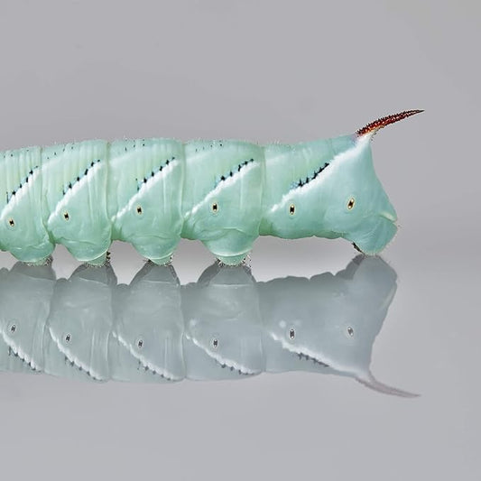 DBDPet Premium 20-30ct Live Hornworms - Food for Bearded Dragons, Leopard Geckos, Frogs, Chameleons, Tegus, and Other Reptiles!