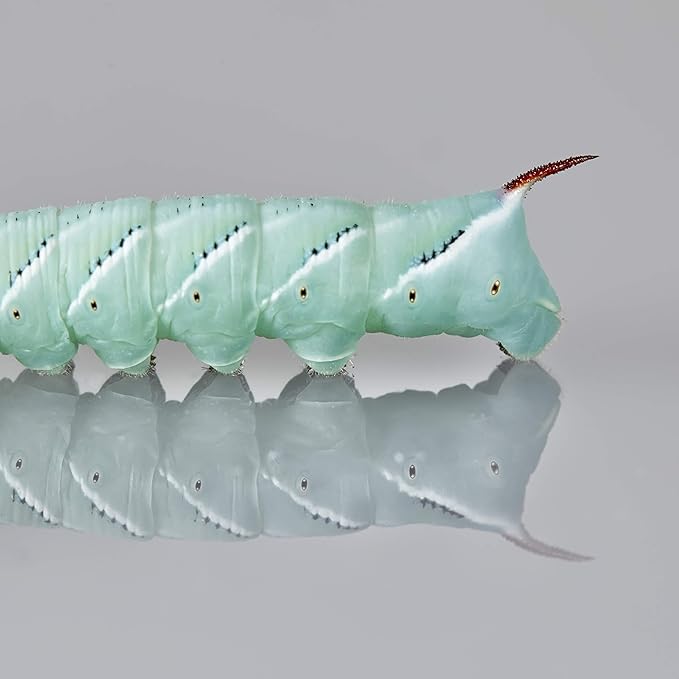 DBDPet Premium 140+ Bulk Live Hornworms (6 Cups of 20-30ct Enough Food to Grow to Half Size 2") - Food for Bearded Dragons, Leopard Geckos, Frogs, Chameleons, Tegus, and Other Reptiles!