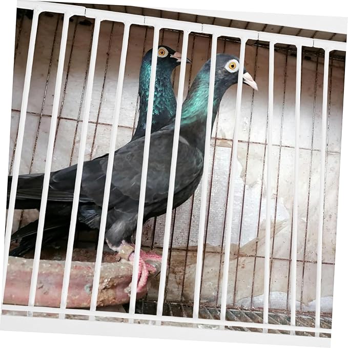 POPETPOP Iron Pigeon Entrance Door for Bird Cage Loft Racing Pigeon Safe Access Breeding Carrier Cage Replacement