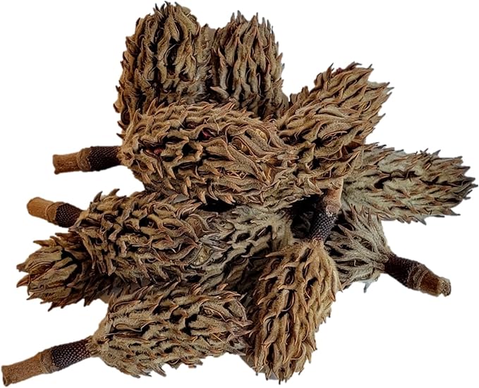 Magnolia Seed Pods, 12 Pack for Bioactive Enclosures, Terrariums, Aquariums, Reptiles, Amphibians, Isopods