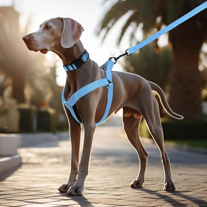 Mile High Life Night Reflective Double Adjustable Band Nylon Small Puppy Pet Dog Combo Collar Leash and Harness Set (Reflective Solid Blue, Large (Pack of 3))