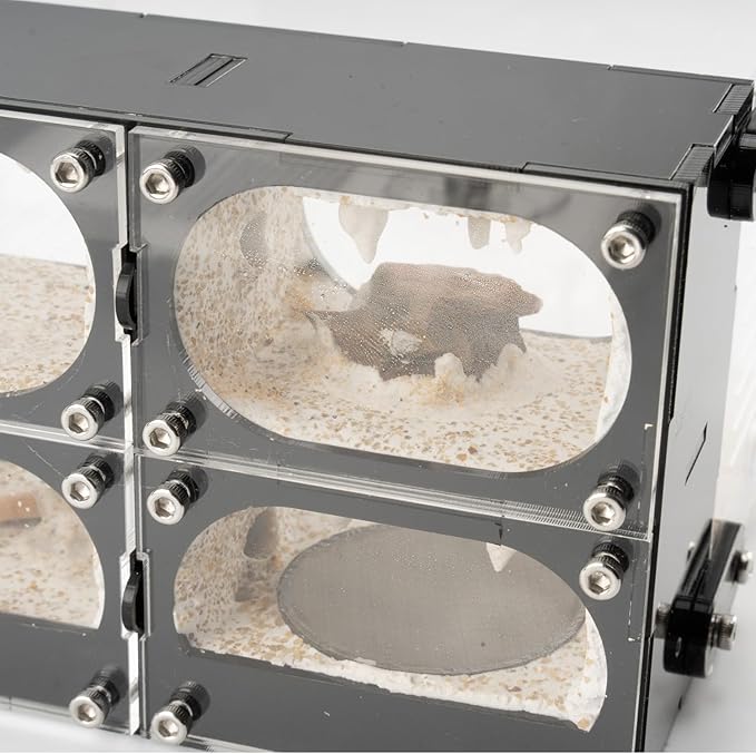 Acrylic Ant Farm Terrarium – Formicarium Ant Nest Habitat System, Observation Chambers for Live Ants & Queen – Educational for Adults