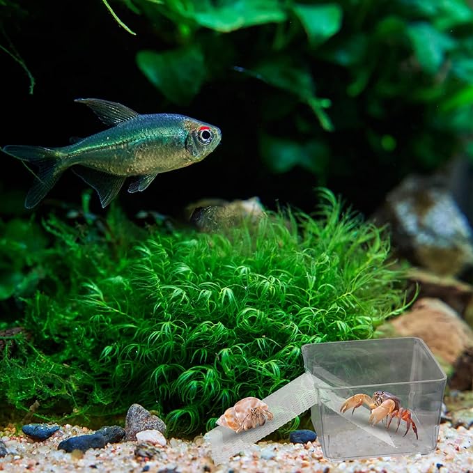 2 Pack Transparent Aquarium Tank with Climbing Ramp, Crab Habitat for Small to Medium Hermit Crabs