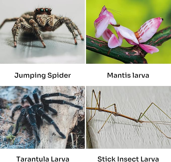 REPTI ZOO Acrylic Reptile Terrarium, Full View Acrylic Jumping Spider Enclosure 4" x 4" x 8", Vertical Feeding Box for Small Reptiles and Invertebrates, Mantis, Spider, Cricket, Tarantula