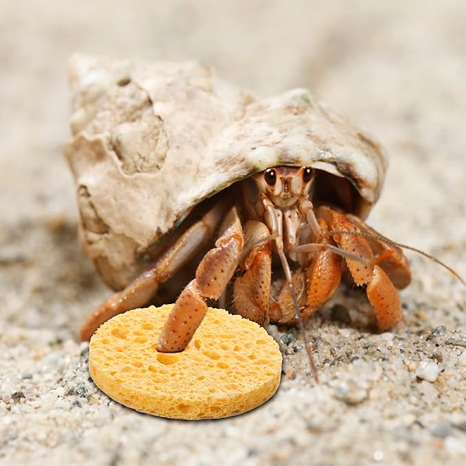 12 Pieces Hermit Crab Sea Sponges - Unbleached Supplies for Maintaining Tank Humidity - Pet Accessories Providing Nutrients