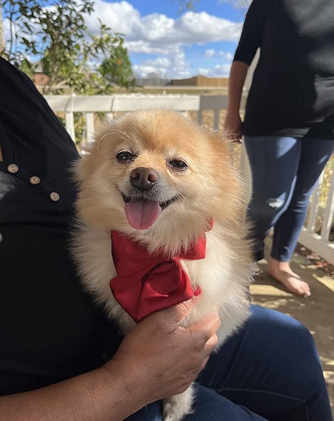 Lionet Paws Bowtie Dog Collar - Comfortable Silk Dog Collar with Detachable Bow Tie for XLarge Dogs, Neck 16-26 Inches