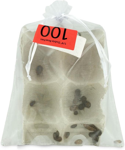 Josh's Frogs 1/4" - 3/8" Small Dubia Roaches (100 Count)
