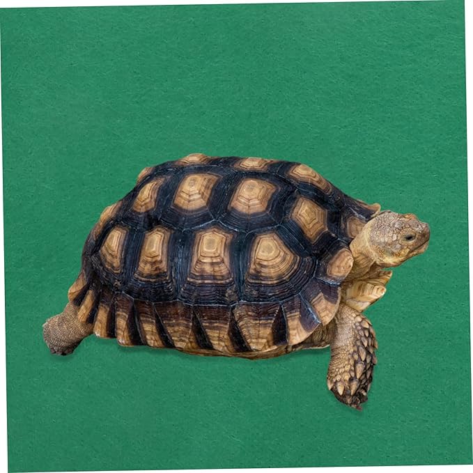 BESPORTBLE Reptile Warm Pad for Pets Non- Cushion for Tortoises Spiders and Lizards Safe Heating Mat for Comfort