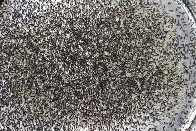 1,000 Count Live Silkworm Eggs Bombyx Mori (Pack of 1)