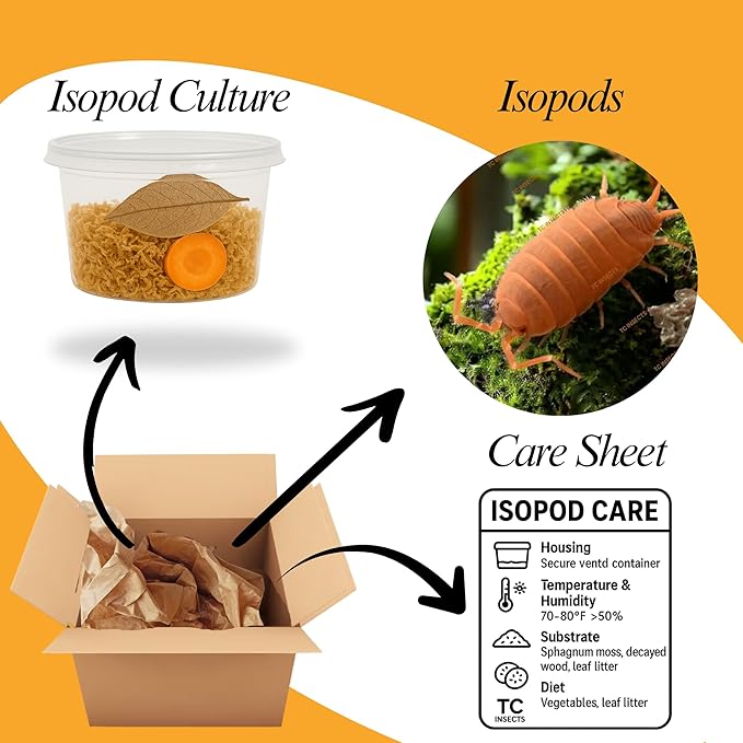 Live 25ct Powder Orange Isopods (Porcellionides Pruinosus) Cleanup Crew & Reptile Food
