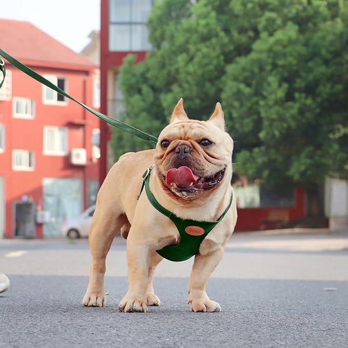Beirui ‌Stylish PU Leather Dog Harness‌ and Leash Set for Small Dogs, ‌Adjustable Step in Dog Vest Harness with Breathable Mesh Lining and Durable Metal Buckle for Walking Traveling(Green,M)