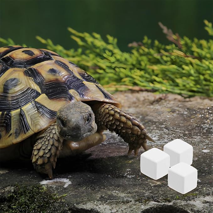 BESPORTBLE 12pcs PET Natural Blocks for Reptiles Supplement for Shell Growth and Health Essential Reptile Accessories for Terrarium Kits