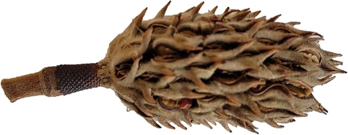 Magnolia Seed Pods, 12 Pack for Bioactive Enclosures, Terrariums, Aquariums, Reptiles, Amphibians, Isopods