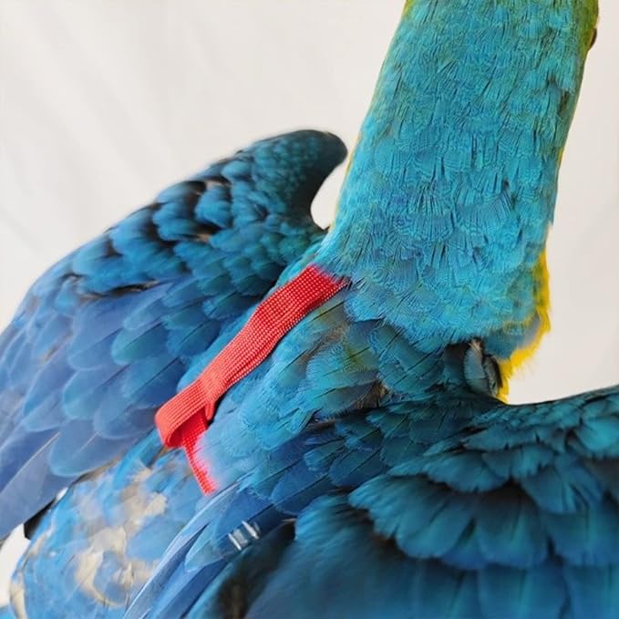 Adjustable Bird Harness with 78.7 Inch Leash, Outdoor Flying Training Rope Kit for Bird Parrots, Parrot Flying Rope Straps Outdoor Training Traction Rope for Small Medium Large Size Birds (S)
