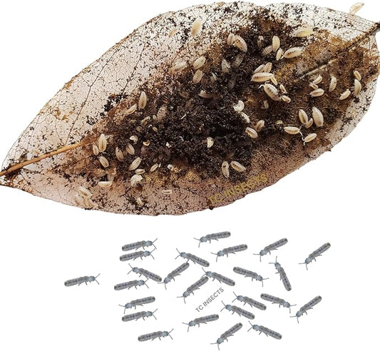 Bioactive Combo 50ct Dwarf White & 8oz Springtails Isopods Live Bioactive Clean Up Crew Bundle Reptile Amphibian Food Bundle