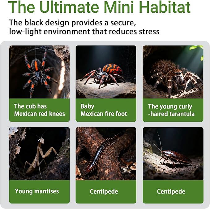 Jumping Spider Enclosure Kit, 3.15x3.15x5.6 Inch Acrylic Terrarium with Magnetic Lock & Feeding Hole, Escape-Proof Mini Habitat for Tarantula, Mantis, Reptiles, Cricket Keeper