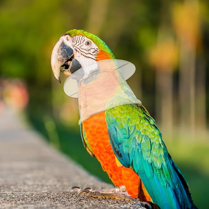 Baluue Parrot Neck Collar, Plastic -bite Collar Clear Feather Protector Prevent Grab Lick Healing Safety Cone Collar for Macaw Cockatoo Parrot Large