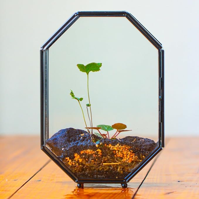 NCYP Glass Enclosure Terrarium with Mesh and Door for Spiders, Small Mantis, Jumping Spider - Octagon Shape Vented Glass Terrarium 6.2 x 3.1 x 8.7 inches, Black (Plants Not Include)