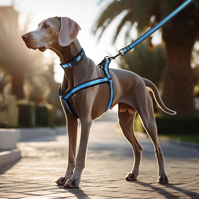 Mile High Life Night Reflective Double Adjustable Band Nylon Small Puppy Pet Dog Combo Collar Leash and Harness Set (Reflective Edge Blue, Mediun (Pack of 3))