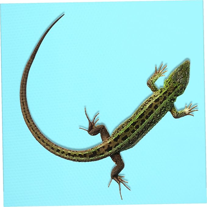 DOITOOL Soft Reptile Carpet Mat for Terrarium Bedding Easy-Cut Substrate Liner for Bearded Dragon Leopard Gecko Tortoise Snake and Lizard Tank Accessories Non-Absorbent Protective Floor