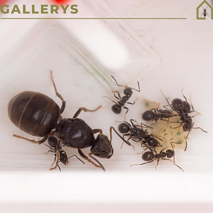 Anthouse.ES - 3D Modular Anthills - QBIK Foundation Model - 6.78x6.78x5 cm - Ant Colonies - Terrarium - Large