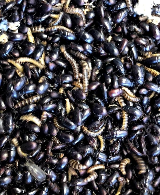 Lesser Mealworms and Buffalo Beetles (Adult, 100, Count)