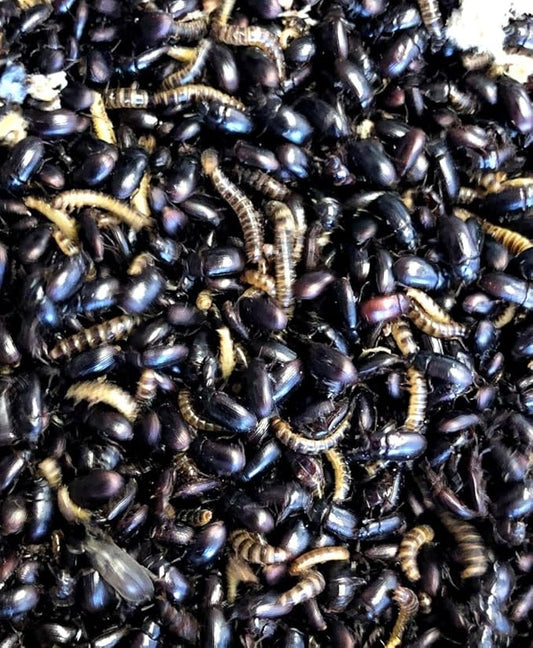 Lesser Mealworms and Buffalo Beetles (Adult, 100, Count)