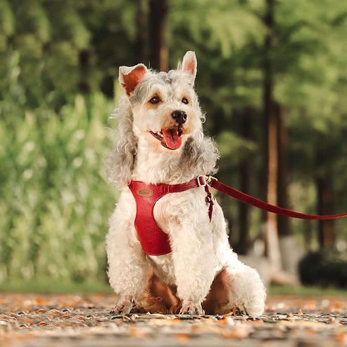 Beirui ‌Stylish PU Leather Dog Harness‌ and Leash Set for Small Dogs, ‌Adjustable Step in Dog Vest Harness with Breathable Mesh Lining and Durable Metal Buckle for Walking Traveling(Red,S)