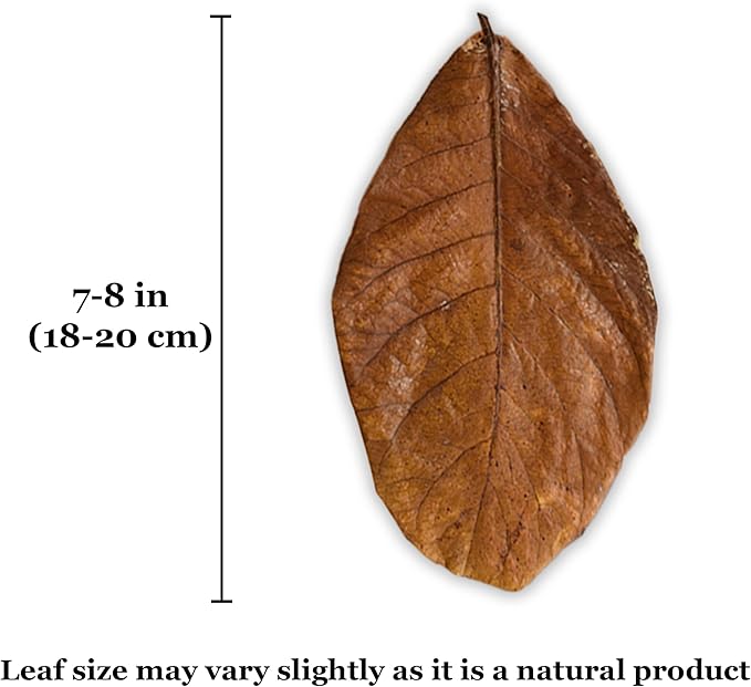 SunGrow Leaf Litter for Snakes, 10 Pcs Medium Indian Almond Catappa Leaves Substrate Maintain Humidity in Corn Snake and Ball Python Terrarium, 7-8 Inches, Reptile Tank Decor Accessories
