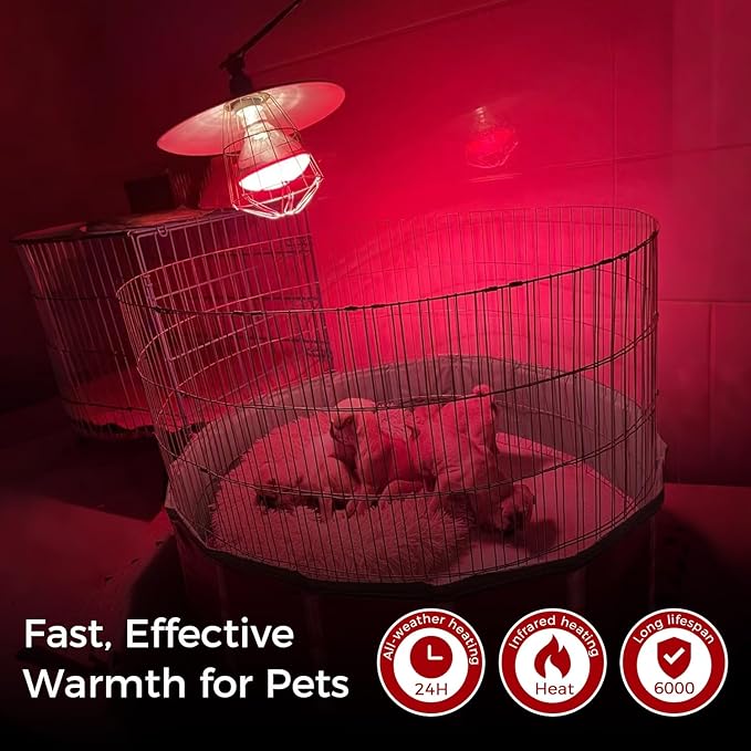 250W Heat Lamp Red Infrared Bulbs, Flood Light Heat Lamp Bulb for Food Service, Brooder Bulb, Chicks, Pet, Bathroom, Light Therapy Use, Glass, 2 Pack