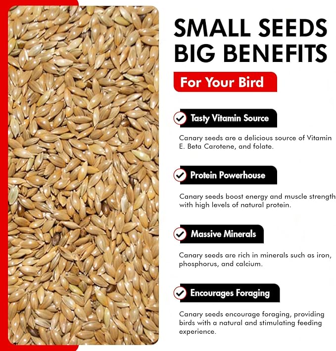 Morning Bird Canary Seed 4.5 lbs (3-Pack, 1.5 lbs Each), Nutrient-Rich Bird Seed, Creamy Golden Grain Powerhouse - Supports Healthy Feathers & Strong Bones – Natural Daily Nutrition for All Bird Types