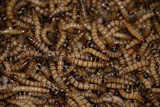 Brand - 300 - Live Superworms - Kingworms - Zophobas Morio