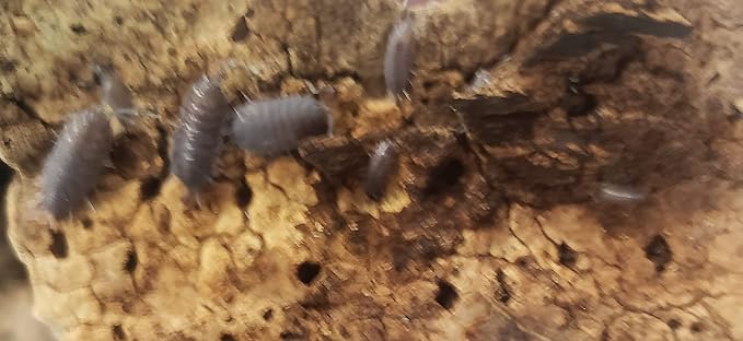 Live Combo Pack Springtail Culture, 10+ Powder Blue, 10+ White Out (Powder White) Isopod Combo Clean up Crew