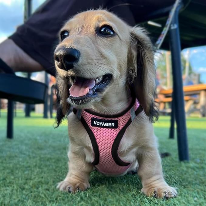 Best Pet Supplies Voyager Step-in Air All Weather Mesh Harness and Reflective Dog 5ft Leash Combo with Neoprene Handle, for Small, Medium and Large Breed Puppies - Set (Pink Base), X-Large