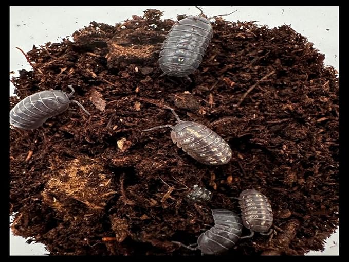 Vulgare Isopods (Qty-25), Roly Polys, for Amphibian/Reptile/Invertebrate Bioactive Habitats, by Critters Direct