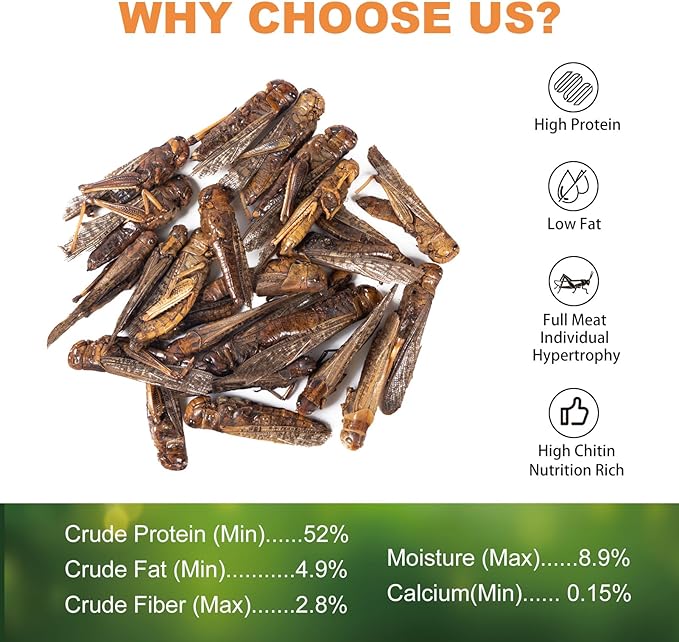 Dried Grasshoppers for Reptiles - All Natural High Protein Insect Treats for Bearded Dragons, Turtles, Geckos, Lizards, Hedgehogs & Birds (3.5oz)