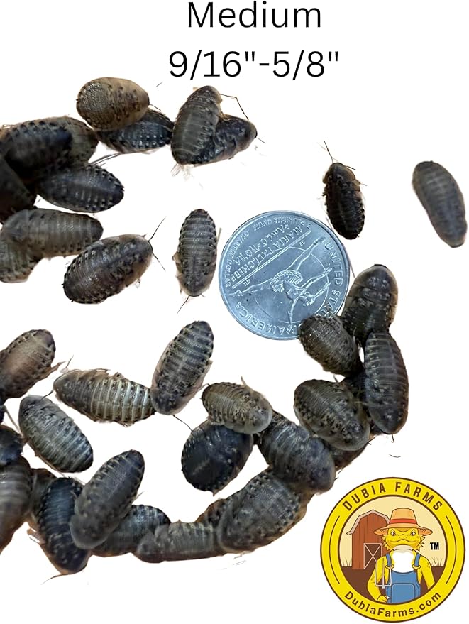 100 Medium Live Dubia Roaches + 25 Superworms Live Reptile Food for Bearded Dragons Turtles Lizards Frogs & Toads Feeder Insects in Container