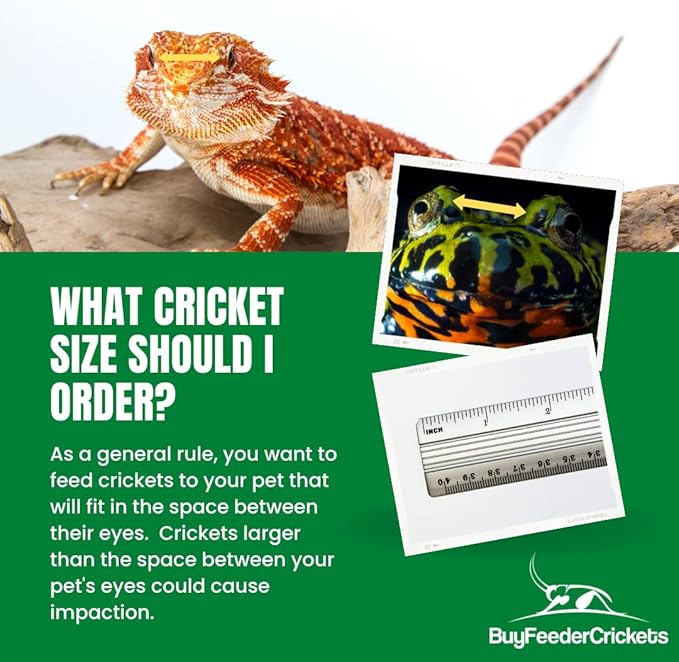 Live Large Banded Crickets (Pack of 1000)