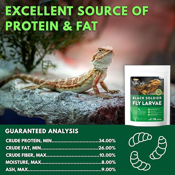 Black Soldier Fly Larvae, Bearded Dragon Food, Bugs for Reptiles, Worms for Geckos, Insect Protein, Baby Bearded Dragon Food, Made in USA (1 Pound (Pack of 1))