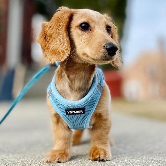 Best Pet Supplies Voyager Step-in Air All Weather Mesh Harness and Reflective Dog 5ft Leash Combo with Neoprene Handle, for Small, Medium and Large Breed Puppies - Set (Baby Blue), Large