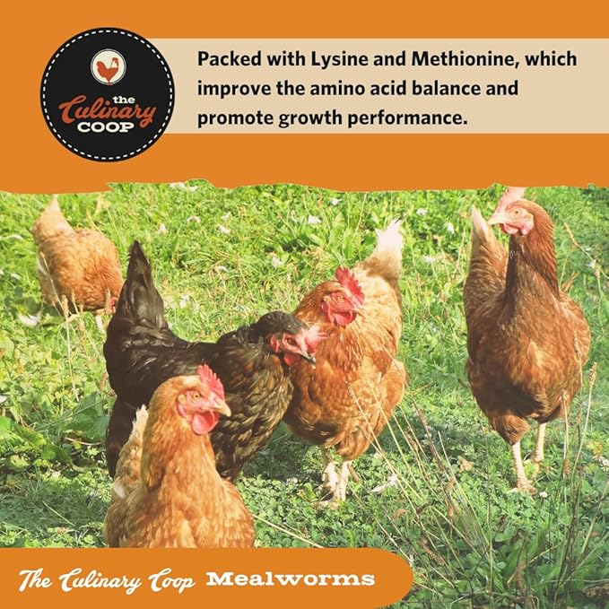 Fluker's Culinary Coop Premium Chicken Treats, Mealworms 3.5 oz, High Protein Worm, Nutritious Treat