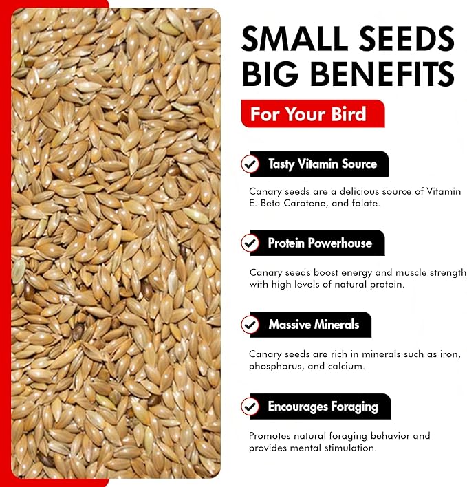 Morning Bird Canary Seed 9 lbs, Nutrient-Rich Bird Seed, Creamy Golden Grain Powerhouse - Supports Healthy Feathers & Strong Bones – Natural Daily Nutrition for All Bird Types