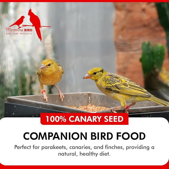 Morning Bird Canary Seed 18 lbs (2-Pack, 9 lbs Each), Nutrient-Rich Bird Seed, Creamy Golden Grain Powerhouse - Supports Healthy Feathers & Strong Bones – Natural Daily Nutrition for All Bird Types