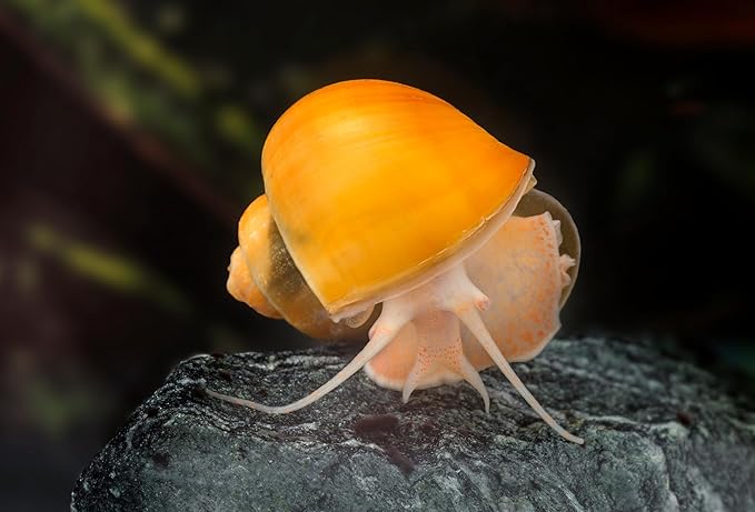 Dehydrated Freshwater Snail Food Treat,Snello,15% Calcium,Spirulina,Krill ADS (1oz)