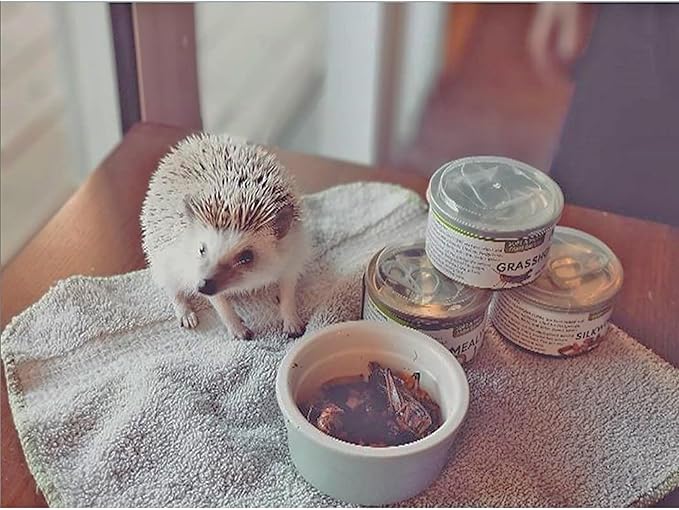 Canned Crickets 1.2 (6 Pack) - Healthy High Protein Insect Treat - Hedgehogs, Sugar Gliders, Reptiles, Wild Birds, Chickens, Lizards, Bearded Dragons, Skunks, Opossums, Fish, Amphibians, Turtles